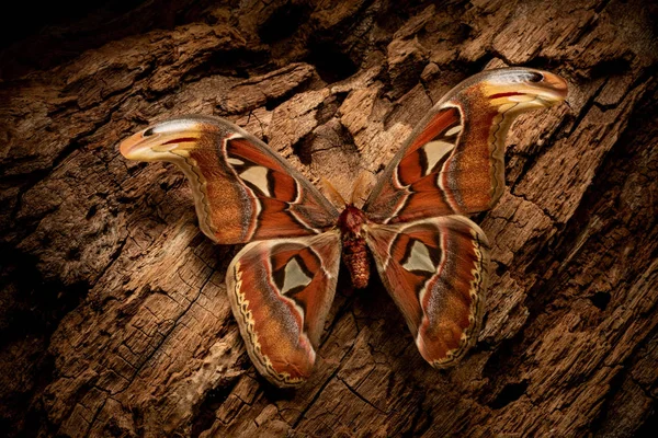 Largest Butterfly Attacus Atlas Sits Wood Background Night Atmosphere — Stock Photo, Image