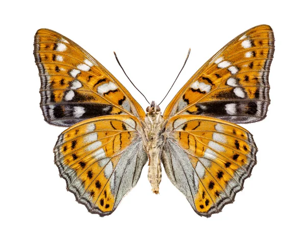 Reverso Una Mariposa Limenitis Populi Aislado Sobre Fondo Blanco — Foto de Stock