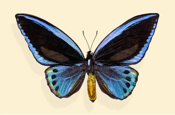 Blauer Schmetterling Priamus Urvillianus Isoliert Auf Beigem Hintergrund — Stockfoto