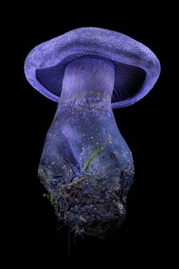 Siyah arka planda mavi mantar Cortinarius hercynicus