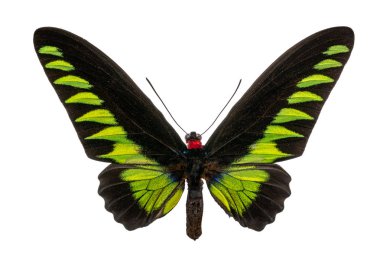Kelebek Trogonoptera brookiana beyaz arka planda izole edildi