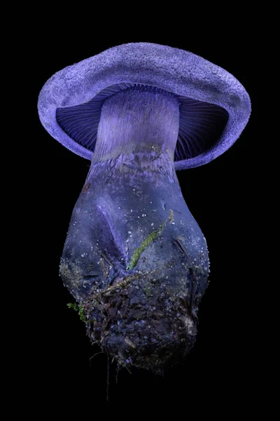 Champignon Bleu Cortinarius Hercynicus Sur Fond Noir — Photo