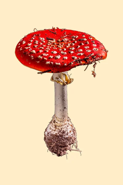 Roter Pilz Amanita Muscaria Auf Beigem Hintergrund — Stockfoto