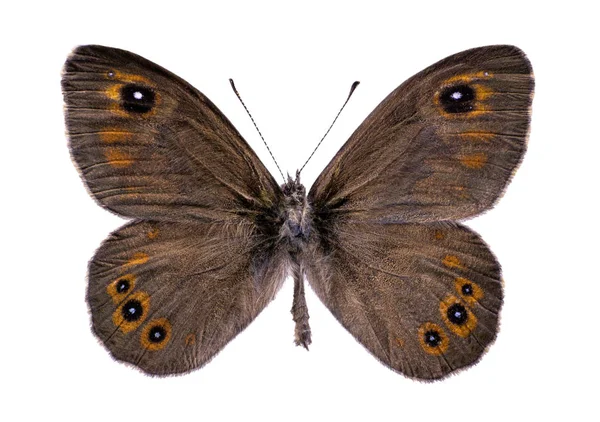 Borboleta Lasiommata Maera Isolado Sobre Fundo Branco — Fotografia de Stock