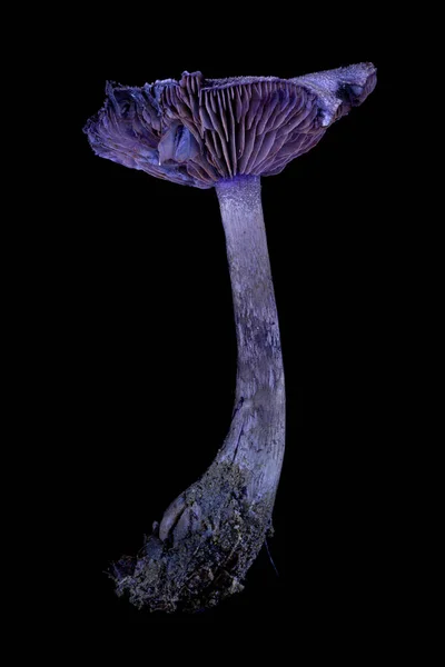 Modrá Houba Cortinarius Hercynicus Černém Pozadí — Stock fotografie