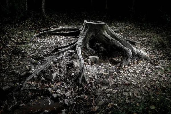 Таємничий Старий Пень Нічна Сцена Осінній Ліс — стокове фото