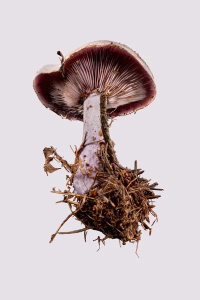 Beau Champignon Comestible Lepista Nuda Sur Fond Violet — Photo