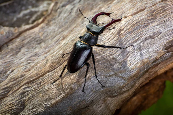 Grande Besouro Lucanus Chalus Sentado Madeira Carvalho — Fotografia de Stock