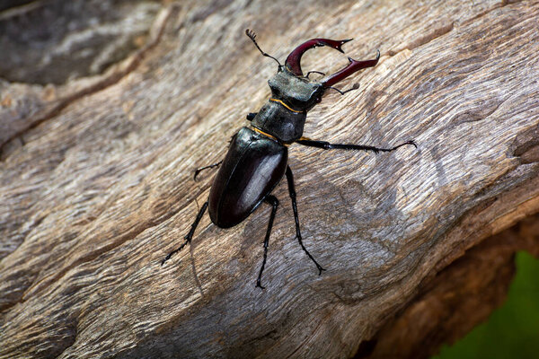Большой жук Lucanus cervus сидит на дубовой древесине
