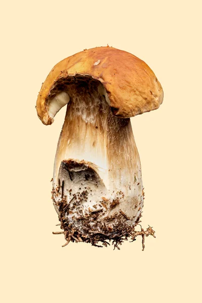 Mordu Par Champignon Imleria Badia Sur Fond Beige — Photo