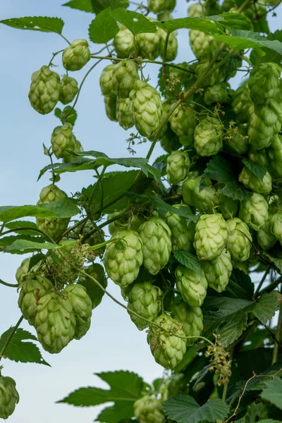 beautiful hop cones and green leaves on a blue sky