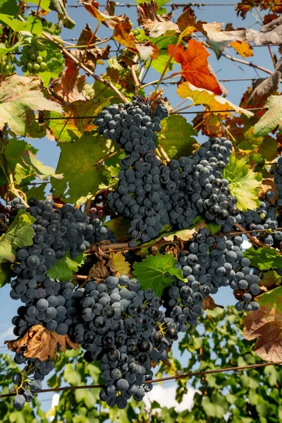 Uvas Azuis Maduras Céu Azul Atmosfera Outono — Fotografia de Stock