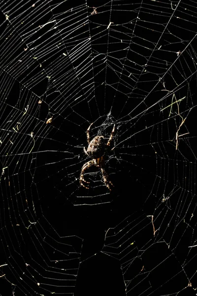 Große Beängstigende Spinne Nachts Auf Einem Spinnennetz — Stockfoto