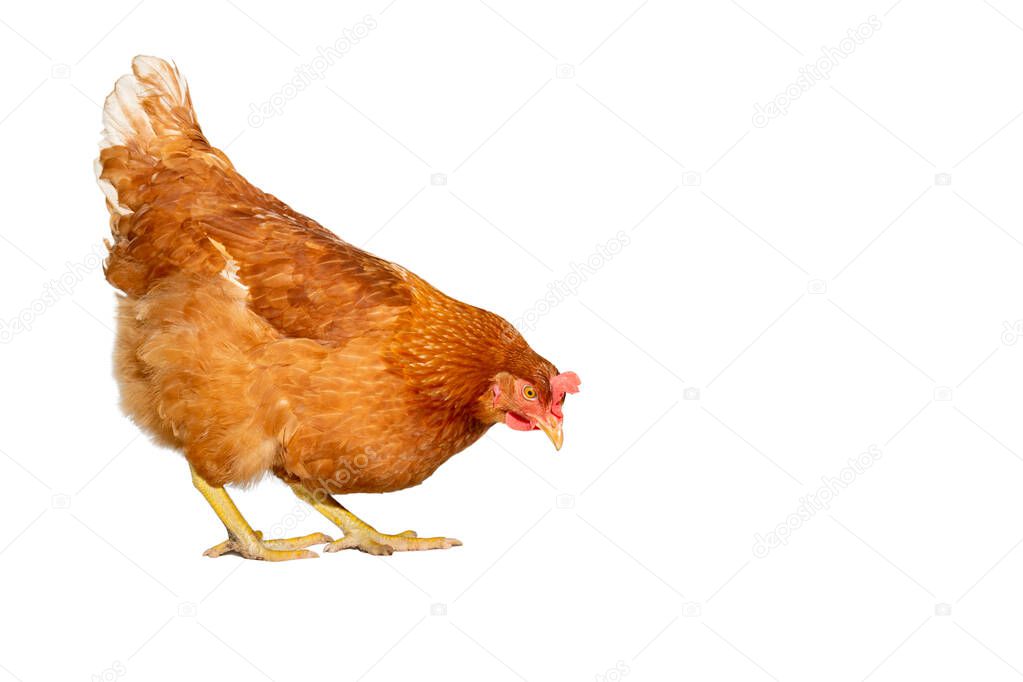 nice young brown hen on a white background