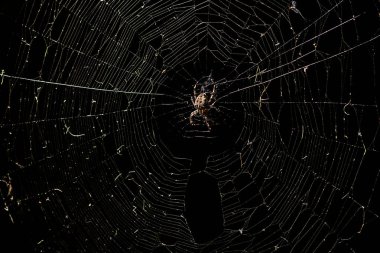 Gece örümcek ağında kocaman korkunç bir örümcek.
