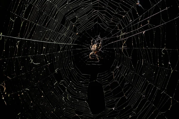 Nagy Ijesztő Pók Egy Pókhálón Éjszaka — Stock Fotó