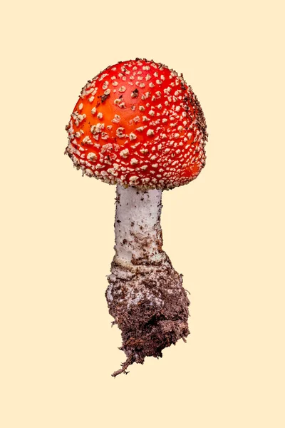 米黄色背景的红蘑菇天牛 — 图库照片
