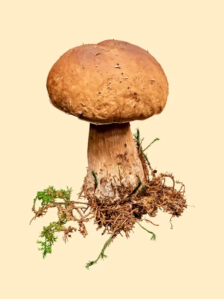 Krásný Houba Boletus Edulis Béžové Pozadí — Stock fotografie