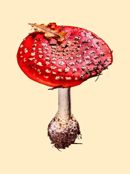 Fungo Rosso Amanita Muscaria Sfondo Beige — Foto Stock