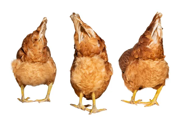 Three Brown Chicken Ass White Background — Stockfoto