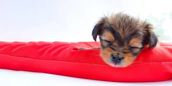 Kırmızı şiltede uyuyan sevimli köpek yavrusu. Metin için boşluk.