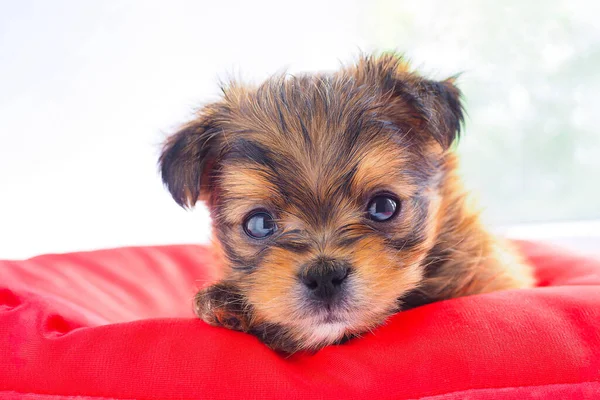 Leuke Bruine Puppy Een Rode Matras Ziet Recht Uit Ruimte Stockfoto