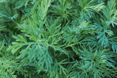 arkaplan ve desen çim sabah çiğ damlalarında dereotu