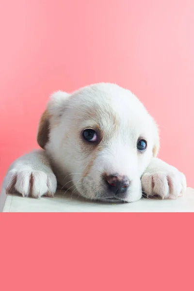 Üzgün Beyaz Köpek Yavrusu Kafasını Pembe Arka Planda Patilerine Koydu — Stok fotoğraf