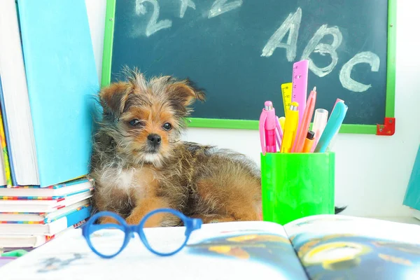 a small brown shaggy puppy sits on a table with books, stationery and a green school board. concept back to school