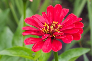 Bahçedeki yeşil arka planda sarı puantiyeli kırmızı-pembe çiçek..