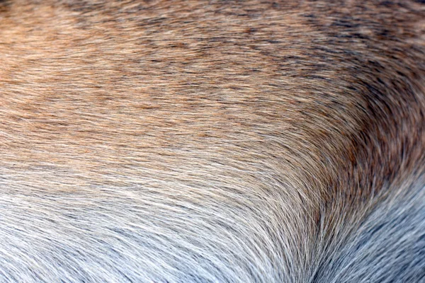 Casaco Brilhante Natural Belo Cão — Fotografia de Stock