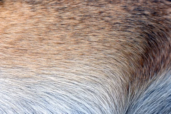 güzel bir köpek doğal parlak ceket