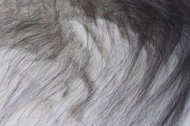 güzel bir köpek doğal parlak ceket