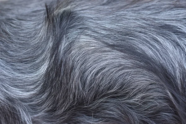 Натуральное Блестящее Пальто Красивой Собаки — стоковое фото