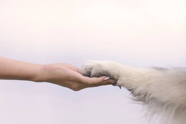 animal paw in human hand