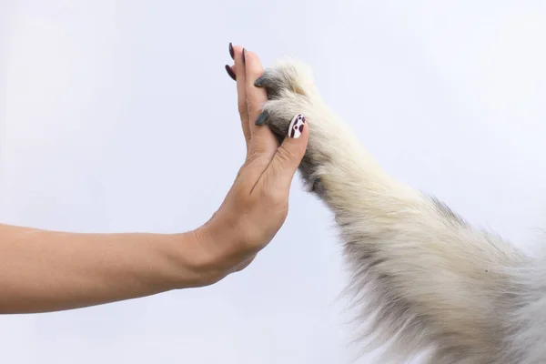 Dierlijke Poot Menselijke Hand — Stockfoto