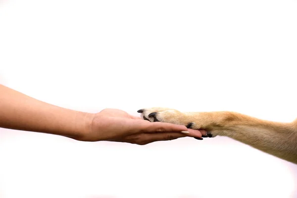 Dierlijke Poot Menselijke Hand Stockafbeelding