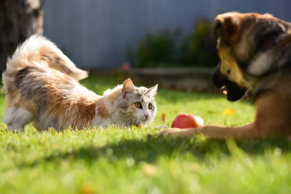 kedi ve köpek yeşil bir çim üzerinde bir elma paylaşmak