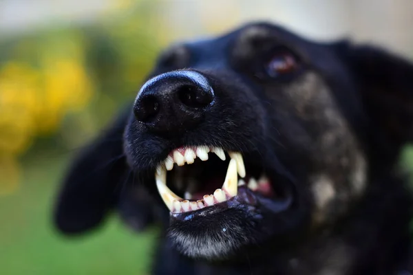 Grandes Colmillos Perro Cerca — Foto de Stock