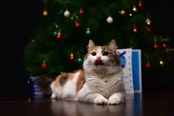 Kedi Mutlu Bir Yeni Yıl Noel Bekliyor — Stok fotoğraf