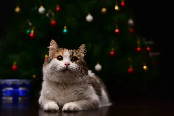 Kedi Mutlu Bir Yeni Yıl Noel Bekliyor — Stok fotoğraf