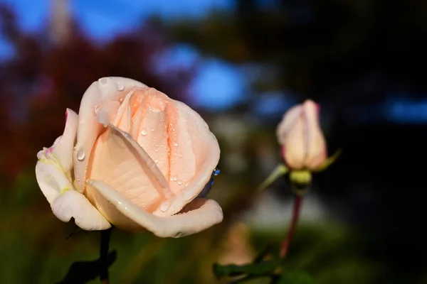 delicate peach-colored rose under raindrops
