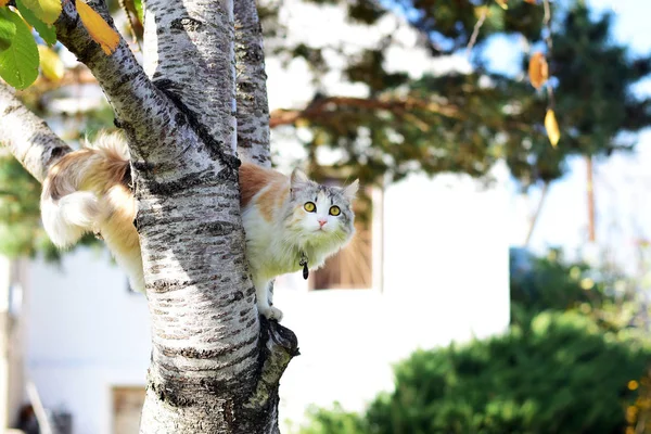 Belo Gato Senta Uma Árvore — Fotografia de Stock