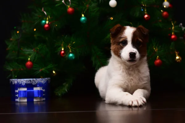 Köpek Noel Ağacı — Stok fotoğraf