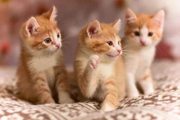 Üç küçük güzel kırmızı kedi yavrusu