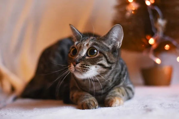 Кіт таббі з великими очима — стокове фото