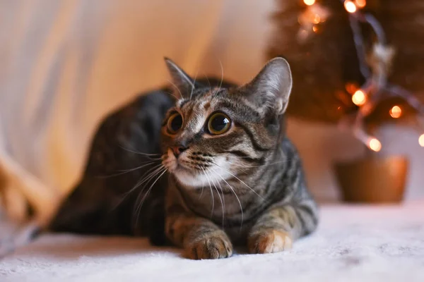 Gato de mesa com olhos grandes — Fotografia de Stock