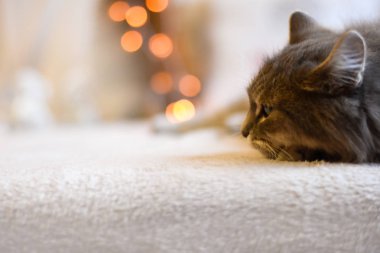 Arka planda beyaz bir battaniye üzerinde kedi