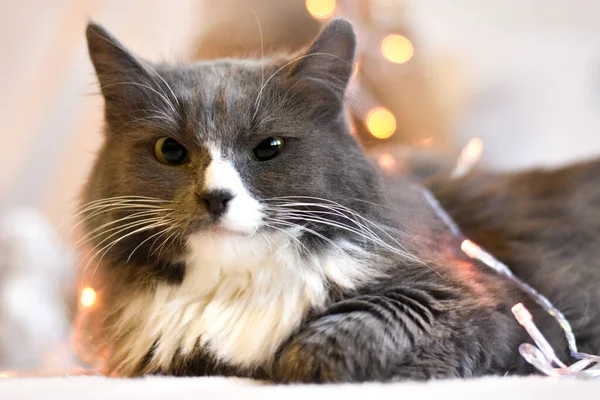 Wütende Katze liegt auf dem Hintergrund einer Girlande — Stockfoto