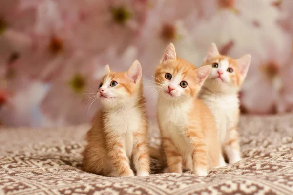 Üç küçük güzel kırmızı kedi yavrusu